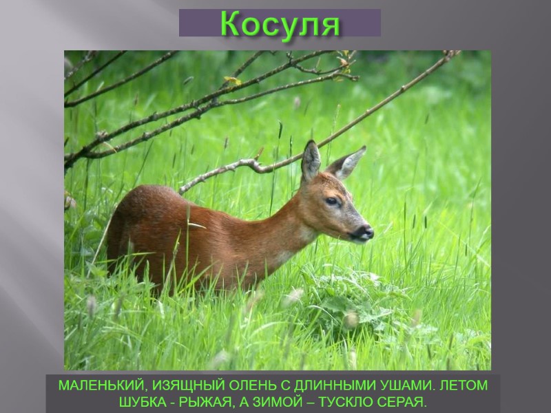 Косуля МАЛЕНЬКИЙ, ИЗЯЩНЫЙ ОЛЕНЬ С ДЛИННЫМИ УШАМИ. ЛЕТОМ ШУБКА - РЫЖАЯ, А ЗИМОЙ –